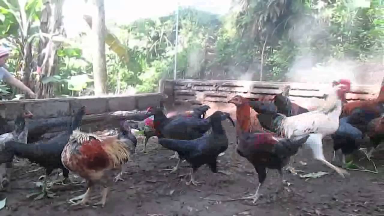 cara ternak ayam kampung petelur